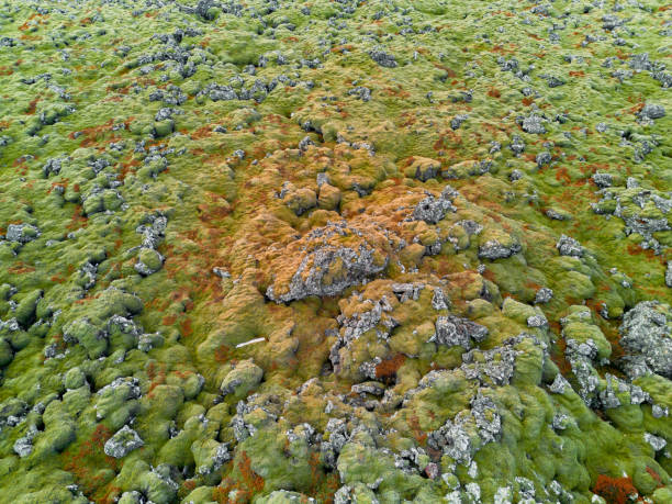 Drone view of a lava field being slowly colonized by moss and lichen