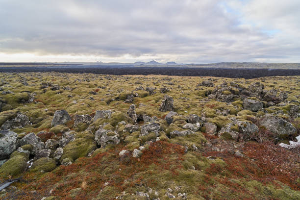 Moss and lichen are colonizing a lava field, creating a unique and colorful landscape