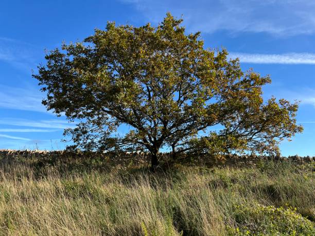istock English oak on Leckhampton hill 2182139536