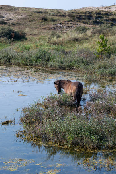istock Wild horse at a small lake in a dune landscape 2182139561