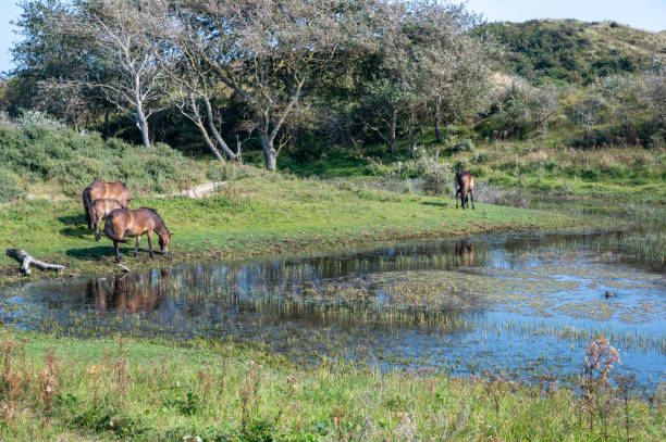 istock Wild horses at a small lake in a dune landscape 2182139746