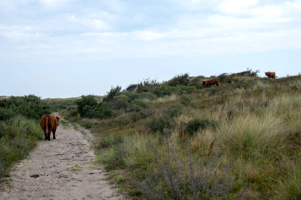 A Scottish highland cattle stands on a footpath in the dune hinterland in a nature reserve near Egmond aan Zee in the Netherlands