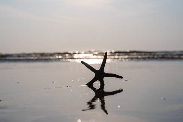 A starfish in the waves of the sea on a beach at sunset