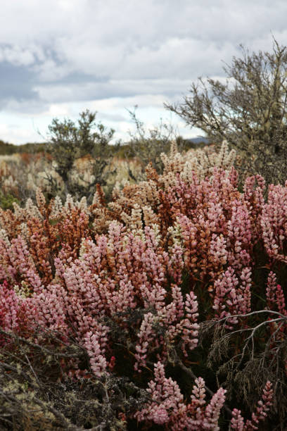 pink, yellow, orange and white native flowers or flora in the hinterland of Tasmania Australia. Taken near the thousand lakes district on a cloudy overcast day. In the background you see more green native trees and flowers.