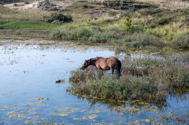 istock Wild horse at a small lake in a dune landscape 2182141237