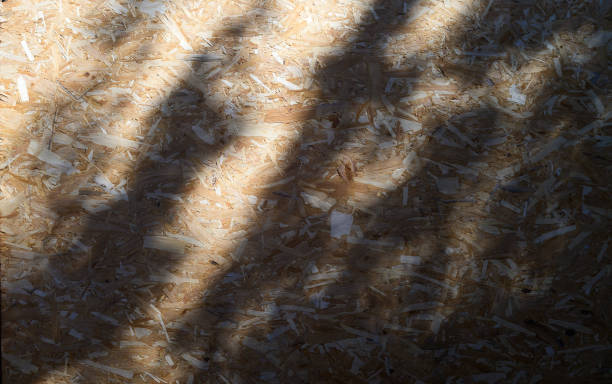 Shadows dance on textured wood surface in early morning light creating a mesmerizing natural mosaic