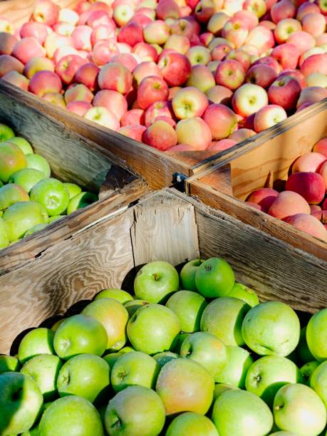istock Large crates of freshly picked apples. 2182142396