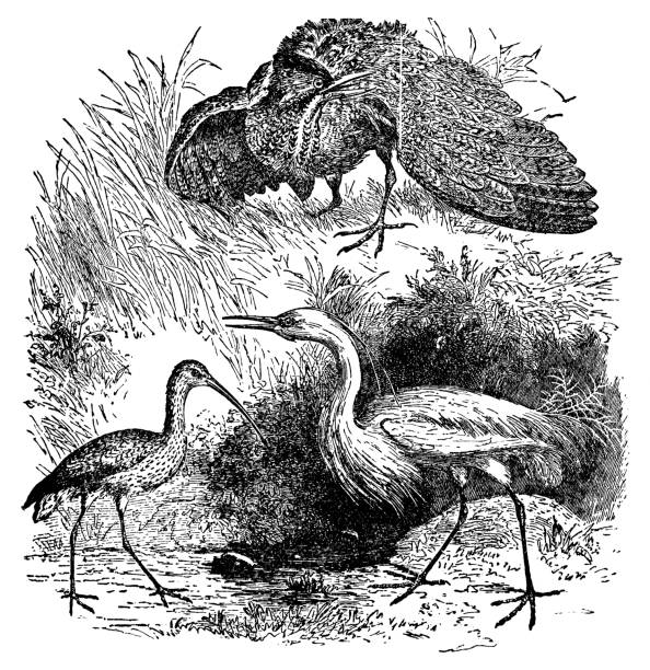 Eurasian Bittern (botaurus stellaris)[top], Eurasian Curlew (numenius arquata)[bottom left], and Great Egret (ardea alba)[bottom right] birds. Vintage etching circa 19th century.