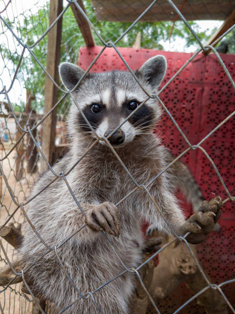 istock A young raccoon in a cage 2182143406