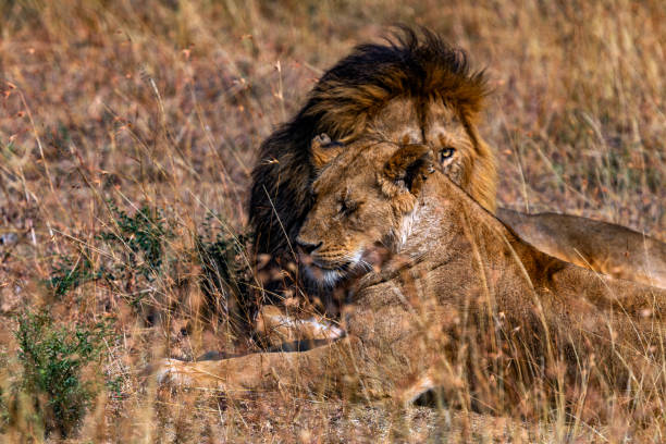 istock Lion and Lioness in wild 2182145800