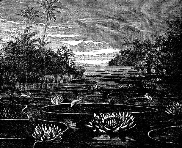 Great Egret birds () on Victoria Water Lily pads (victoria amazonica) in the Amazon rainforest. Vintage etching circa 19th century.