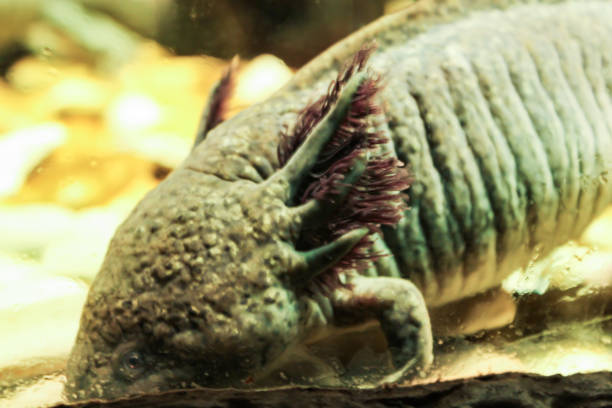istock A bottom dweller, the Mexican Axolotl, close up. 2182146184