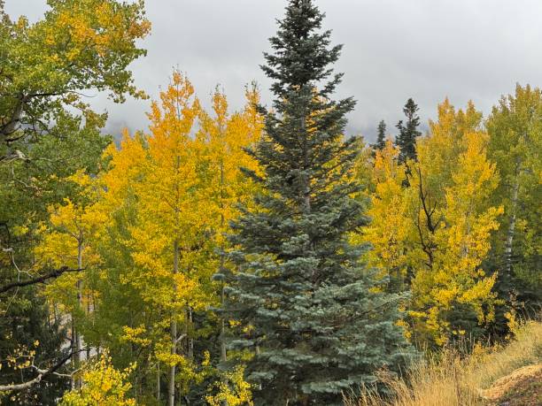 istock Autumn in the Rocky Mountains 2182146440