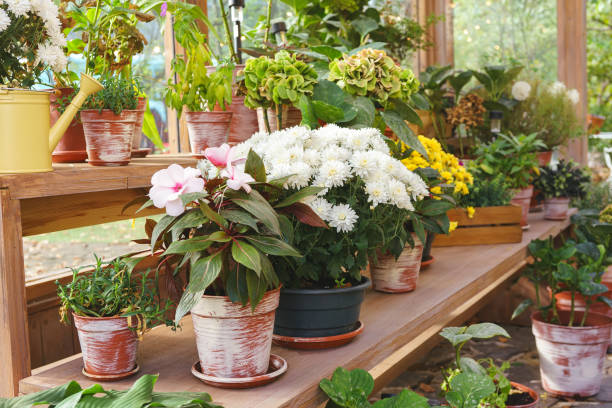 istock Potted blooming plants in pots inside greenhouse during sunny day. 2182146545