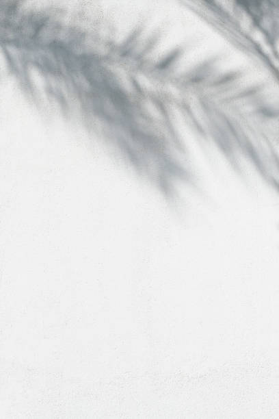 istock Painted textured white wall with soft shadows from palm leaves 2182147354