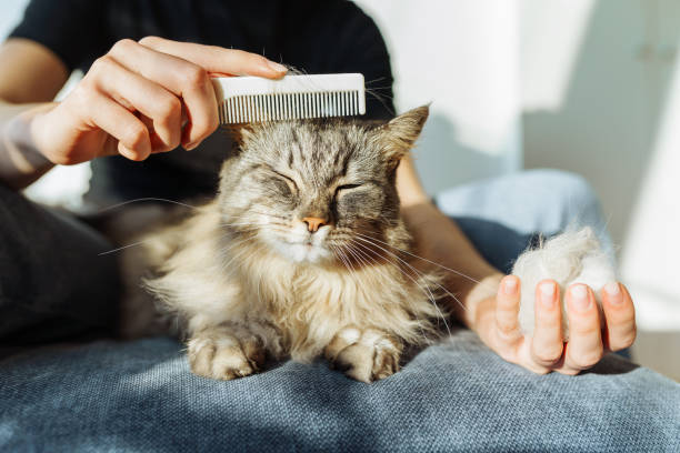 istock domestic cat grooming 2182147430