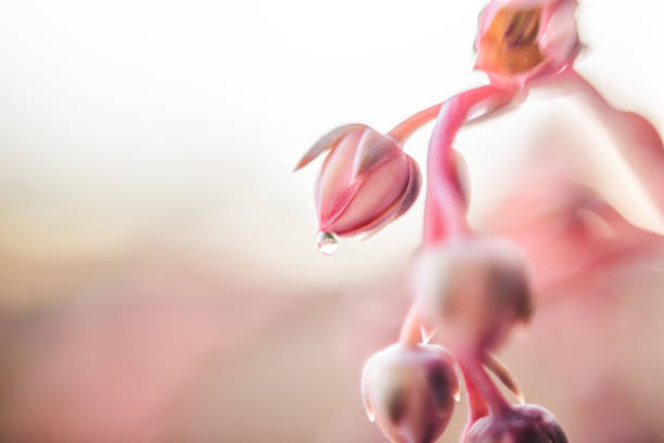 Soft pink succulent buds with drop of moisture in Roseville, California, United States