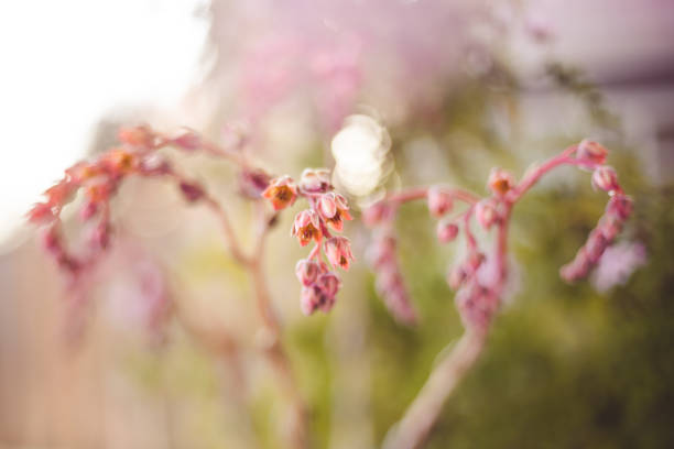 Pink succulent buds and tiny flowers in Roseville, California, United States