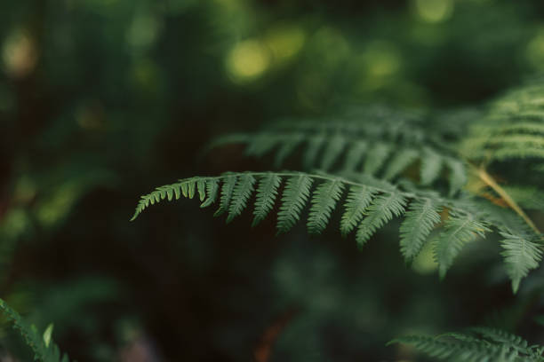 istock Green Fern in the PNW 2182147588