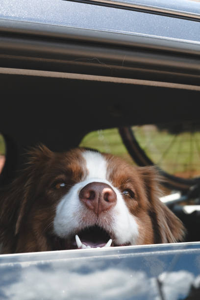 istock Australian Shepherd catching fresh air through car's window 2182147625