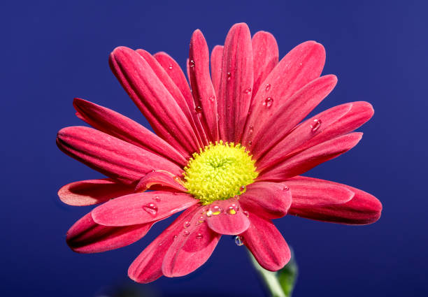 Blooming red red chamomile chrysanthemum on a blue background in Ukraine, Odesa Oblast, Odesa