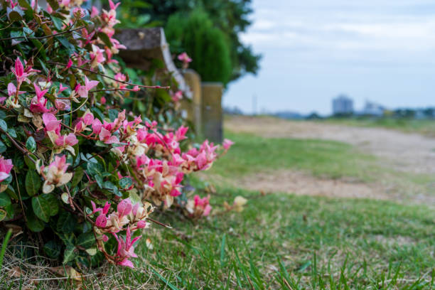 Rose in a cemetery with headstone