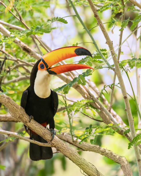 istock A handsome Toco Toucan, Ramphastos toco, in a tree:. Pantanal, Brazil 2182150658
