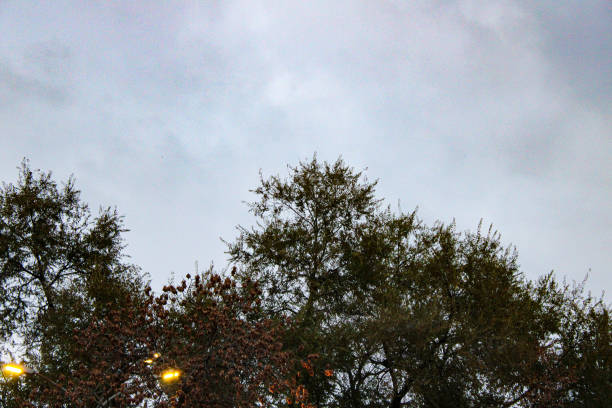 A warm autumn landscape, where the trees are covered with golden, crimson and orange foliage. A light wind swirls the leaves in the air, creating a feeling of movement and the change of seasons.