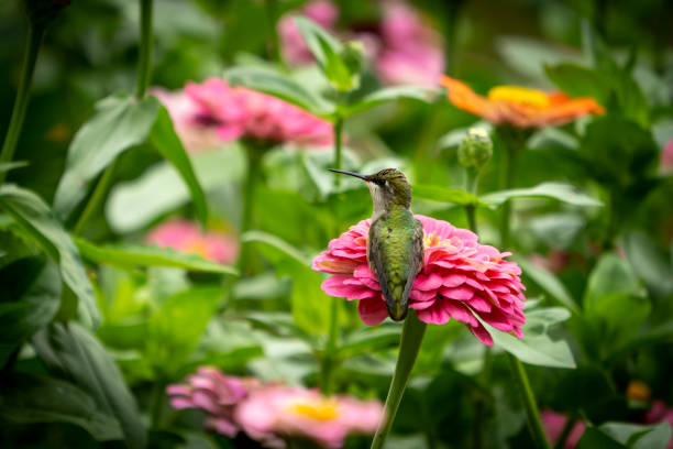 istock Hummingbird and Zinnia 2182151231