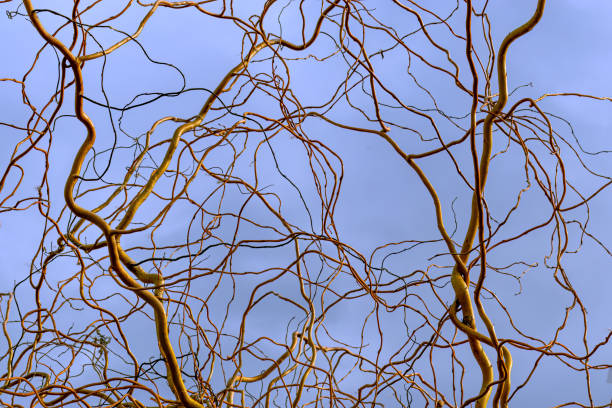 istock Thin bare twisting branches of young tree against gray sky. Salix matsudana. 2182151659