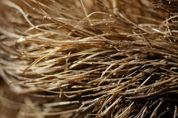 The same substance that makes hair and fingernails, keratin, makes rhino horns. It is, therefore, not a bone. and it is not affixed to the skull. It is essentially a compacted mass of hairs that keeps growing throughout the animal's life. It is ground into a fine powder as a treatment for a variety of not-proven medicinal and aphrodisiac effects. This photo was taken with a 5x life-size macro lens and further enlarged to show the nature and texture of the keratin.