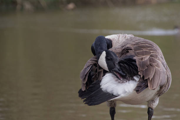 istock Canada Goose (Branta canadensis) pruning their feathers on the lakeside 2182152280