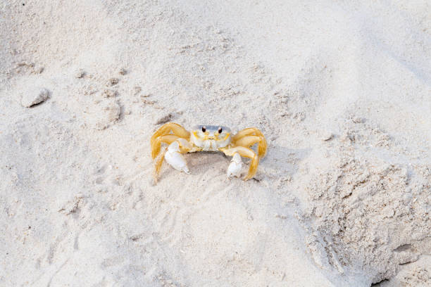 istock An Atlantic Ghost Crab at Assateague Island in Maryland 2182153959