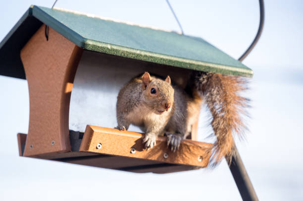 istock An Eastern Gray Squirrel sitting on a bird feeder 2182153963