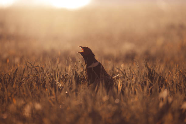 istock Pheasant bird in long grass at sunset 2182153983