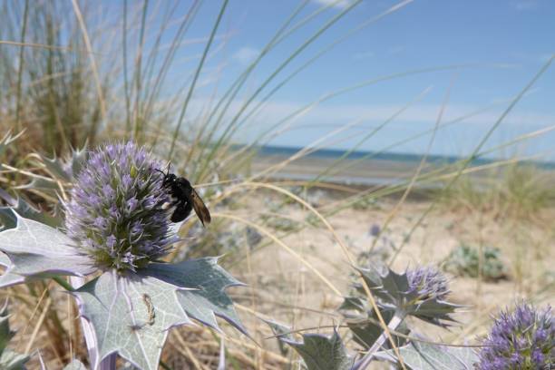 Natural wide-angle closeup on the rare and endangered Black Mining Bee, Andrena pilipes, on a blue Seaside eryngo, Eryngium maritimum