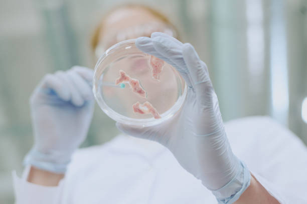 istock Examining Bacterial Culture in Laboratory Environment 2182156789
