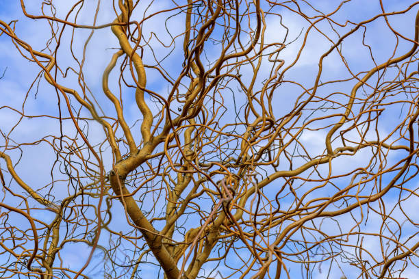 istock Tangle of twisting bare branches against blue sky.  Salix matsudana. 2182156942