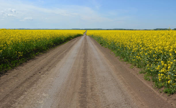 istock In spring, winter rape blooms in the field 2182157466