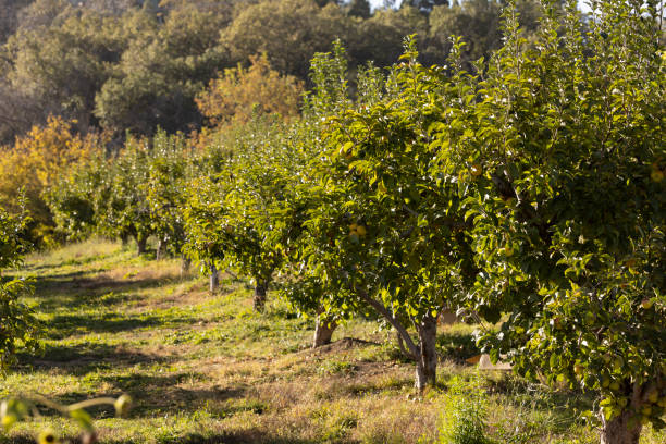 istock Apple Orchard in Fall of Oak Glen California 2182157838