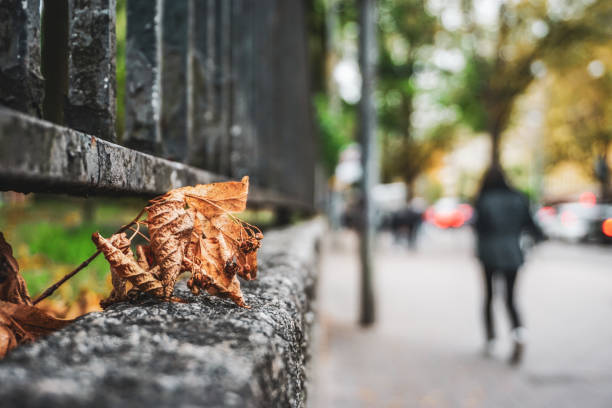 istock Close up of a fallen leaf in city 2182158148