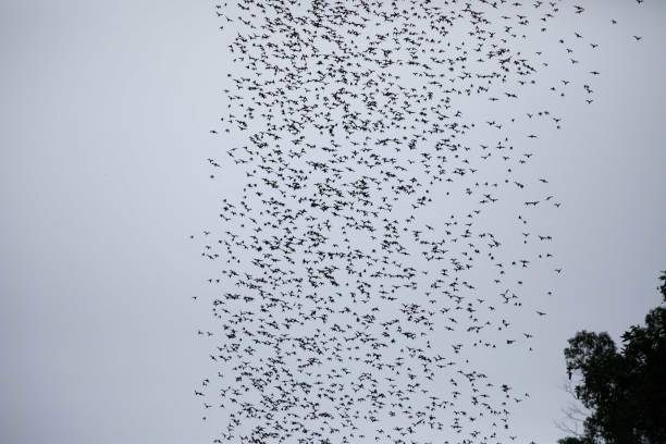 istock Wrinkle lipped free tailed bat exodus 2182158179