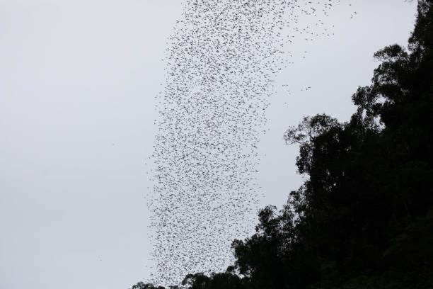 istock Wrinkle lipped free tailed bat exodus 2182158187