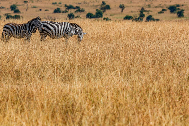 Zebra Foal with mother in wild