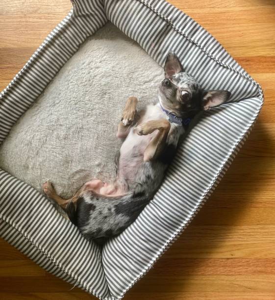 istock Relaxed Chihuahua in Cozy Dog Bed 2182159127