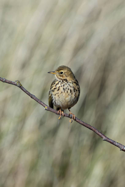 istock Meadow Pipit (Anthus pratensis) at Bull Island, Dublin, commonly found in Irish grasslands 2182159142