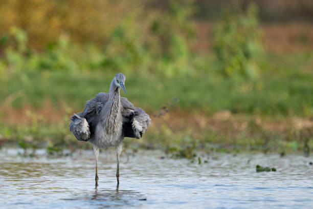 istock Grey Heron in the habitat. Ardea cinerea 2182159172