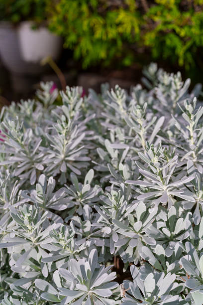 istock Chinese wormwood in bloom in flower beds. 2182159251