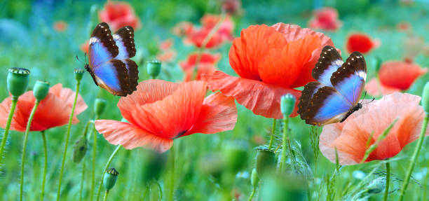 bright blue morpho butterflies on a poppy field