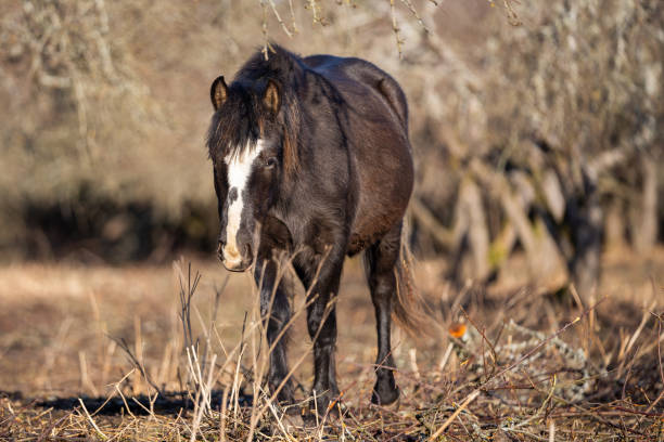Estonian native horse ( Estonian Klepper) walking in an old apple tree garden. Springtime on the island.